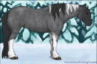 Horse Color:Blue Roan Tobiano