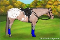 Horse Color:Bay Roan Appaloosa