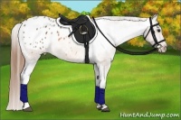 Horse Color:Buckskin Appaloosa 