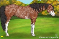Horse Color:Bay Ice Sabino Rabicano 
