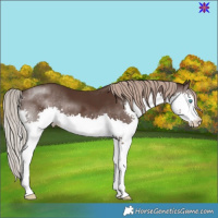 Horse Color:Liver Chestnut Splash
