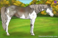 Horse Color:Liver Chestnut Splash 