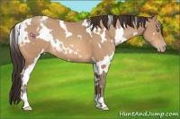 Horse Color:White Spotted Amber Champagne 