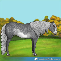 Horse Color:Silver Black Chinchilla Mushroom Splash Frame 