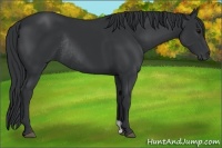 Horse Color:Black Rabicano 