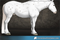 Horse Color:Liver Chestnut Sabino Rabicano 