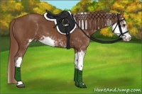 Horse Color:Chestnut Sabino