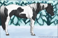 Horse Color:Black Tobiano 
