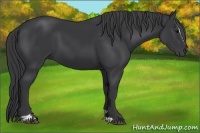 Horse Color:Black Sabino