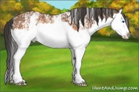 Horse Color:White Spotted Buckskin Splash 
