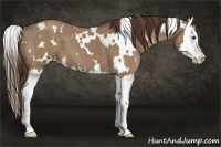 Horse Color:White Spotted Liver Red Dun Roan Splash 