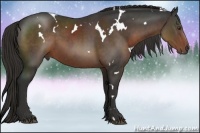 Horse Color:White Spotted Liver Chestnut Rabicano 