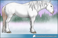 Horse Color:Brown Roan Appaloosa 
