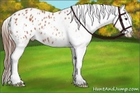 Horse Color:Bay Appaloosa 