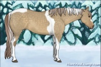 Horse Color:Chocolate Palomino Dun Tobiano