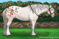 Horse Color:Bay Sabino Appaloosa 
