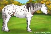 Horse Color:Liver Chestnut Splash Appaloosa Rabicano