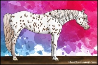 Horse Color:Chestnut Near Leopard