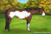 Horse Color:Bay Frame