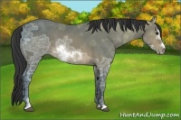 Horse Color:Buckskin Ice Sabino Frame 