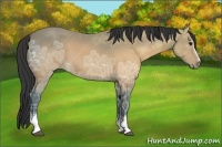 Horse Color:White Spotted Buckskin Ice 