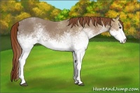 Horse Color:White Spotted Chestnut Ice Sabino