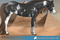 Horse Color:Liver Chestnut Sabino 