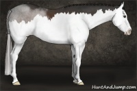 Horse Color:Liver Chestnut Splash 
