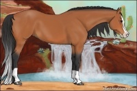 Horse Color:Bay Splash 