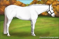 Horse Color:Brown Appaloosa 