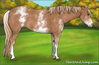 Horse Color:White Spotted Chestnut