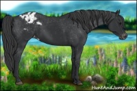 Horse Color:Black Appaloosa 