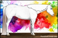 Horse Color:White Spotted Brown Frame Appaloosa 