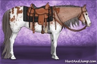 Horse Color:White Spotted Bay Appaloosa