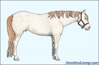 Horse Color:Amber Cream Champagne Pearl Dun Splash 