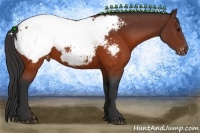 Horse Color:Brown Appaloosa 
