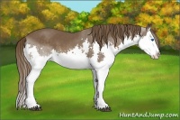 Horse Color:Liver Chestnut Splash 