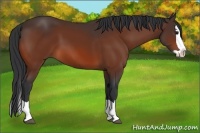 Horse Color:Bay Splash 