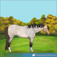 Horse Color:Buckskin Roan 