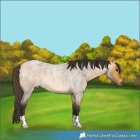 Horse Color:Buckskin Roan