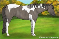 Horse Color:Smoky Grullo Tobiano  Brindle