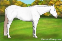 Horse Color:Amber Champagne Splash Appaloosa Rabicano 