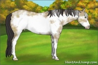 Horse Color:White Spotted Sable Champagne Dun Sabino Frame 