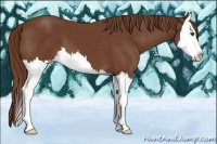 Horse Color:Chestnut Splash 