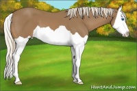 Horse Color:Palomino Splash