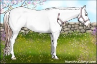Horse Color:Red Dun Appaloosa 