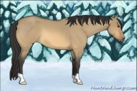 Horse Color:Buckskin Roan Dun 