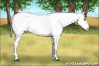 Horse Color:Buckskin Ice Dun Sabino Appaloosa 