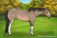 Horse Color:White Spotted Buckskin Roan Rabicano