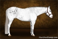 Horse Color:White Spotted Smoky Black Appaloosa 